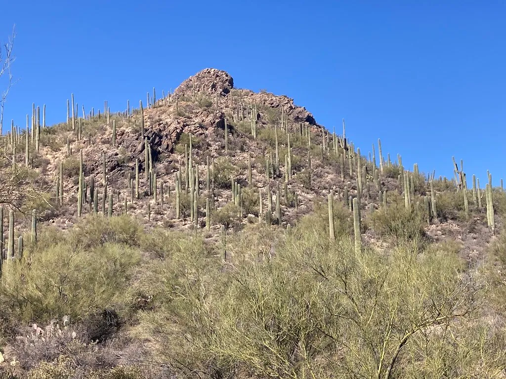 Saguaro-covered desert hillside near the 36th Street Trailhead in Tucson, Arizona